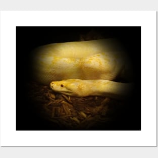 Albino python Posters and Art